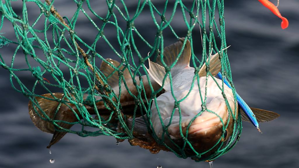 Ein Kabeljau zappelt im Netz: Der Nordsee droht ein Kablejaukrieg (Symbolbild).