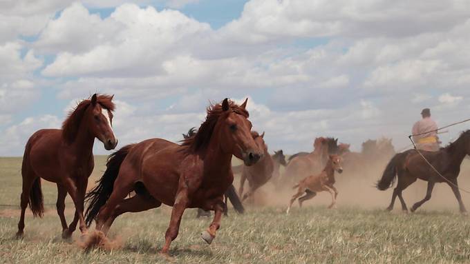 Forschende knacken den Ursprung der Domestikation von Pferden