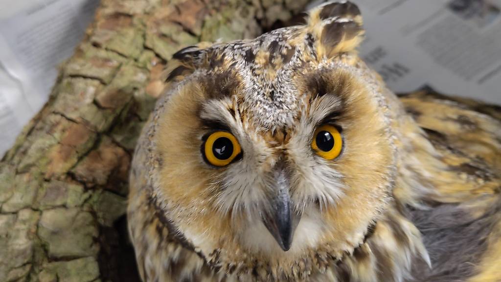 Wildvogelstation St.Gallen päppelt Waldohreule wieder auf