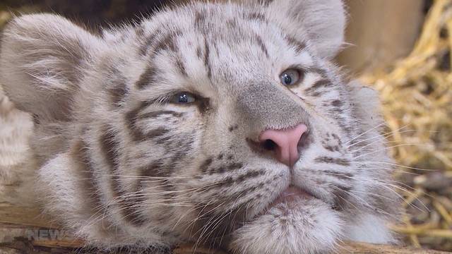 Drei weisse Tigerbabys für ZOO Sikypark