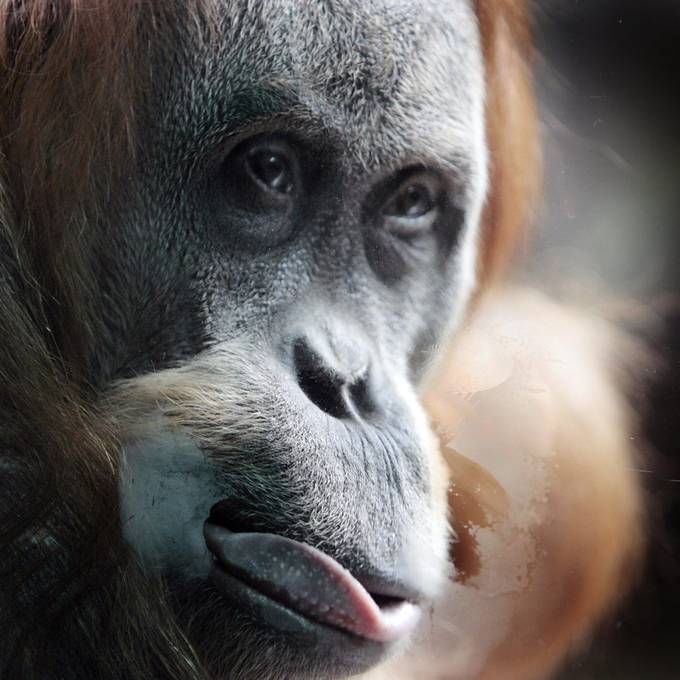 Orang-Utan-Teenies müssen wegen Zoff zügeln