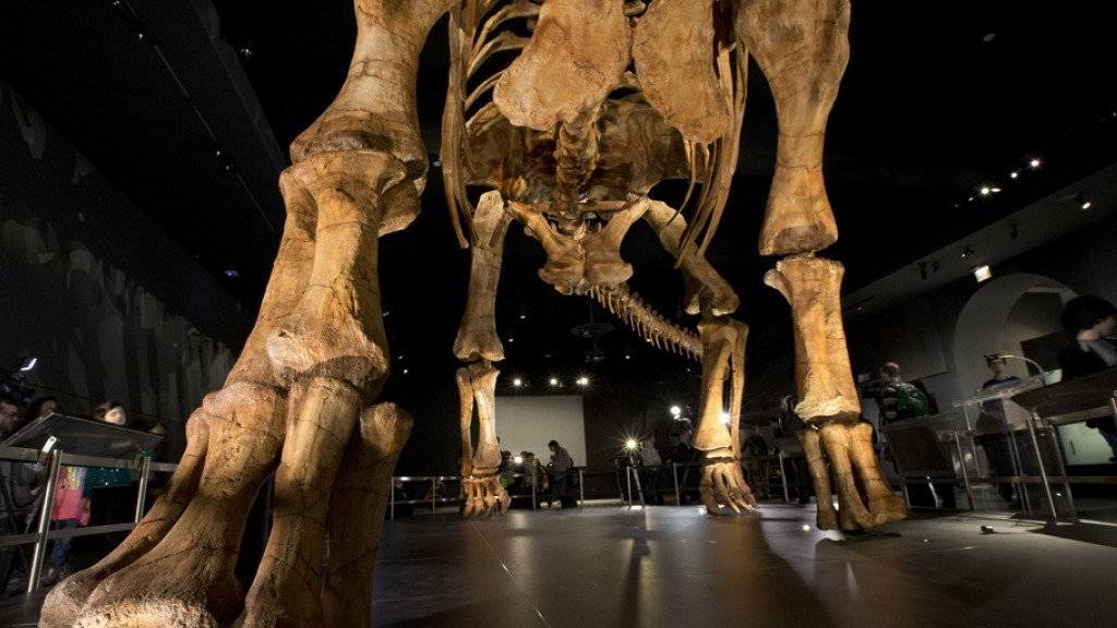 Der Titanosaurier ist seit Freitag im New Yorker Naturkundemuseum zu sehen.