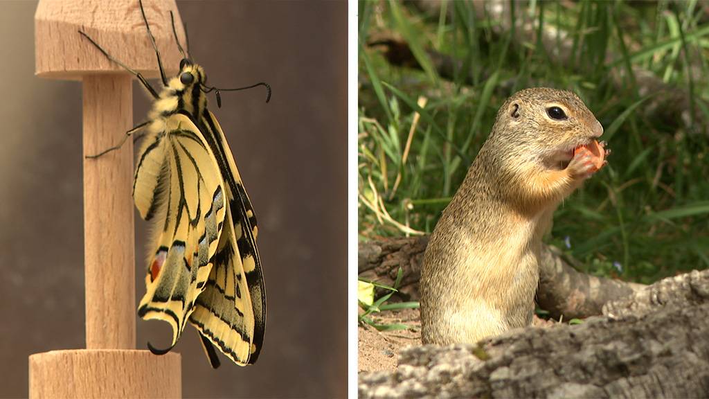 Leidenschaft Schmetterlinge / Quirlige Zoo-WG