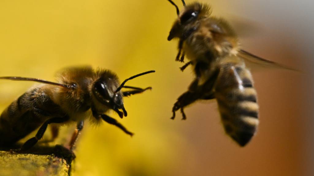 Schutz der Bienen soll in die Verfassung
