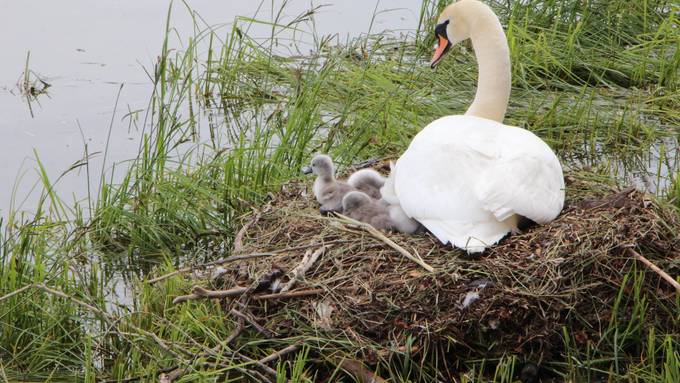 Arboner Schwanenbabys sind geschlüpft