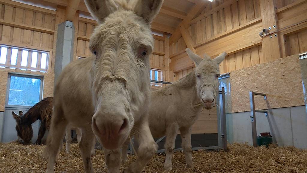 Einzug der Esel im neuen Haustierpark des Tierparks Goldau 