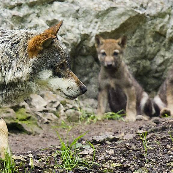 In Graubünden werden vier Jungwölfe geschossen