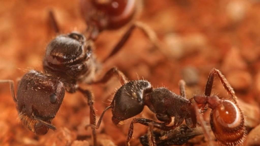 Königin und Arbeiterin? Das Schicksal der Ameisenart Pogonomyrmex hängt offenbar davon ab, ob sie unbefruchtete Eier als Futter erhielt oder nicht.
