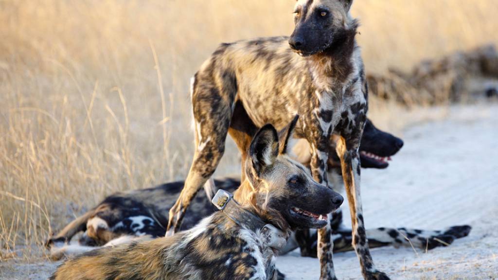 Afrikanische Wildhunde im Moremi Game Reserve in Botswana. Das Tier vorne hat ein GPS-Halsband, das die zurückgelegten Wege während der Abwanderung registriert. Ein Forschungsteam hat die Wanderrouten der Wildhunde kartografiert und macht Vorschläge zur Optimierung des Schutzgebiets. (UZH)