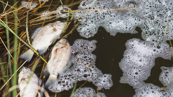 Fische sterben wegen Baustellen-Wasser