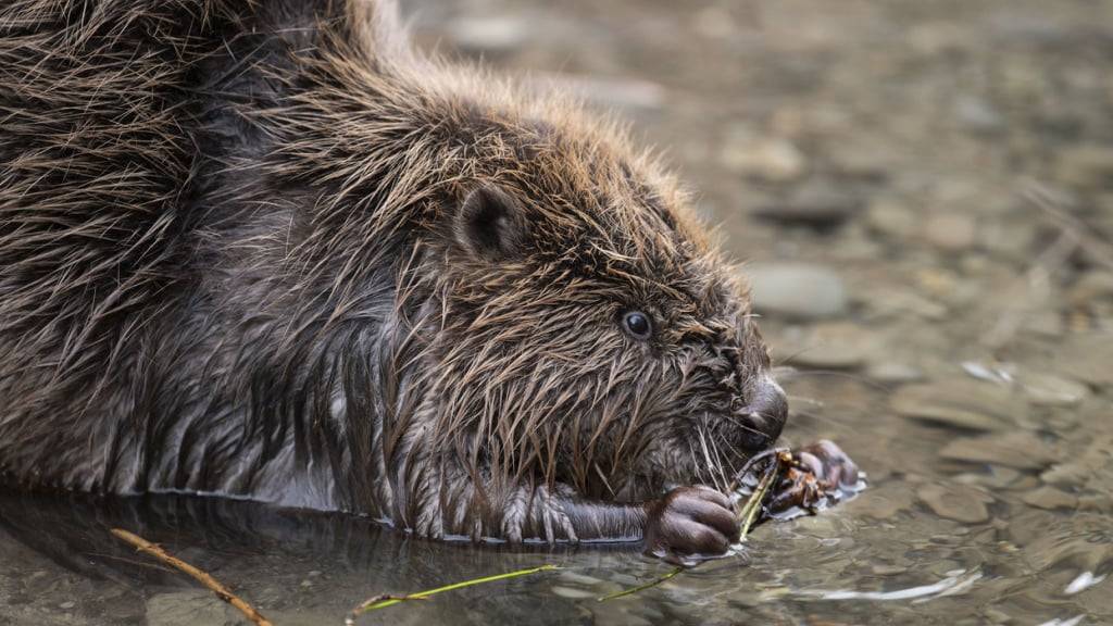 Naturschutz lehnt Jagdverordnung ab - Kantone sehen Chance