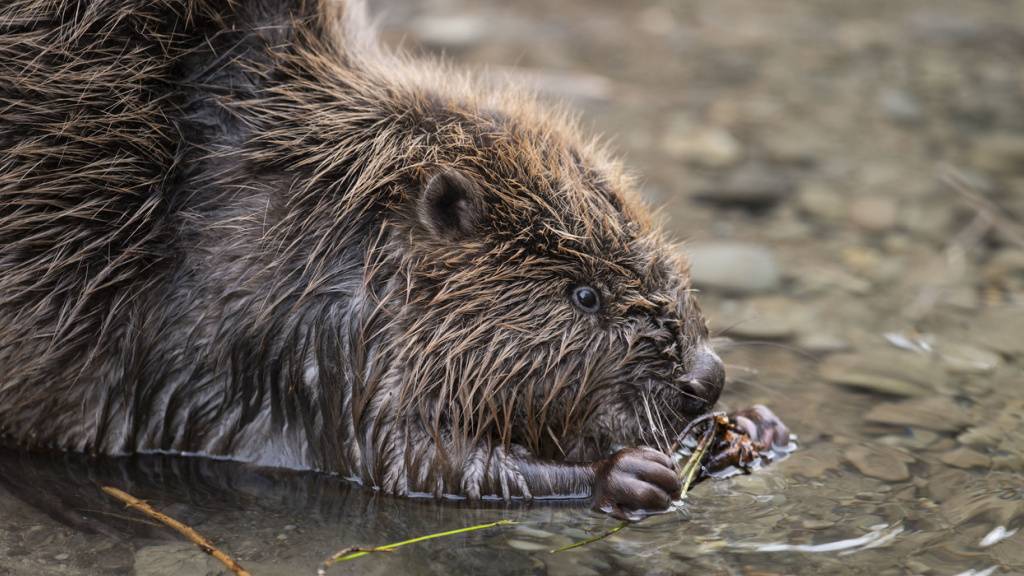 Neben dem Wolf soll es gemäss dem neuen Jagdgesetz auch ihm an den Kragen gehen: Biber in Zürich-Oerlikon. (Archivbild)