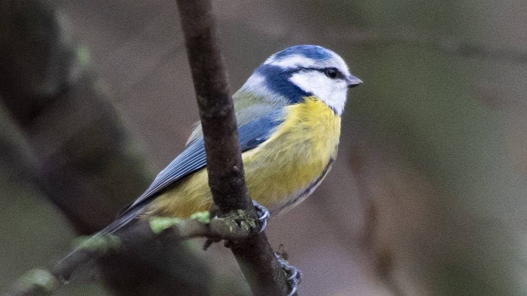 Neubauten im Kanton Zürich müssen künftig «vogelfreundlich» sein