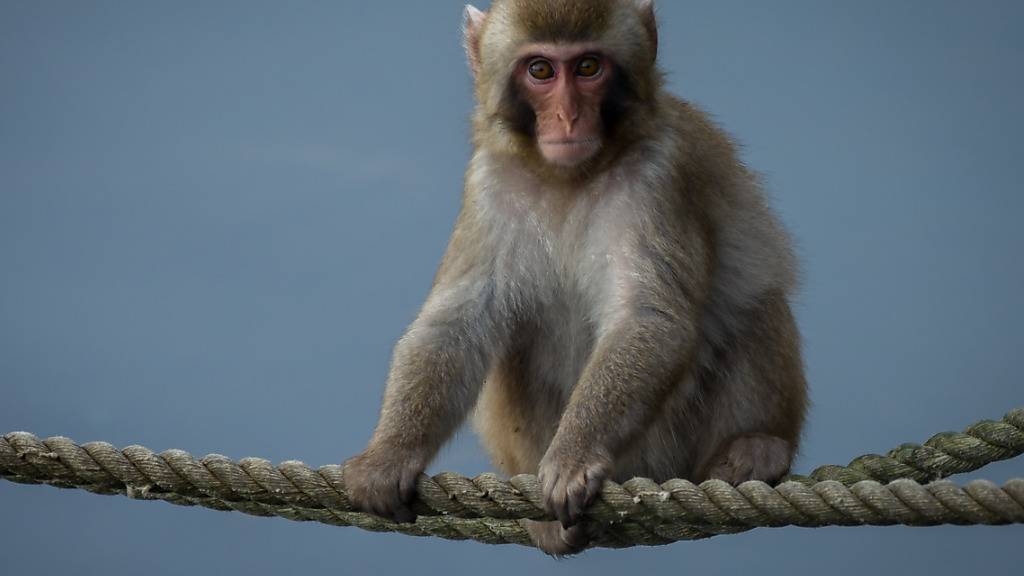Das Tier war am Sonntag aus dem Tierpark in den schottischen Highlands entkommen. Fangversuche blieben tagelang erfolglos.
