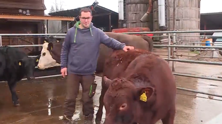 Feuerwerk sorgt für totes Kalb