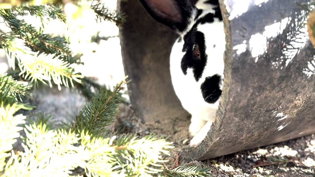 Thumper & Enzo