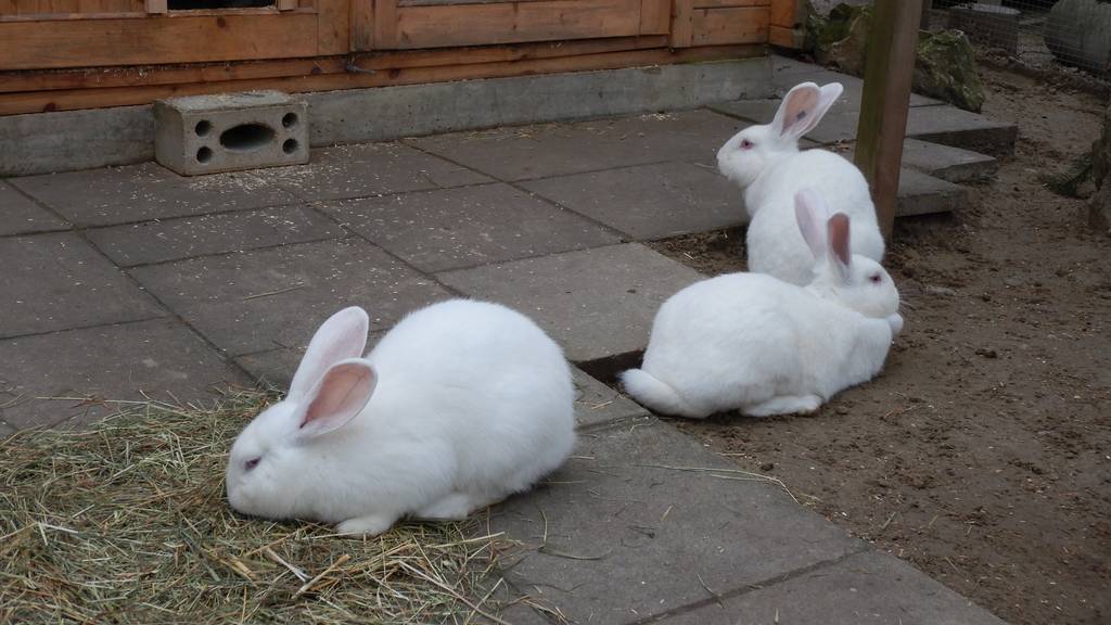 Kaninchen, weiss, weiblich