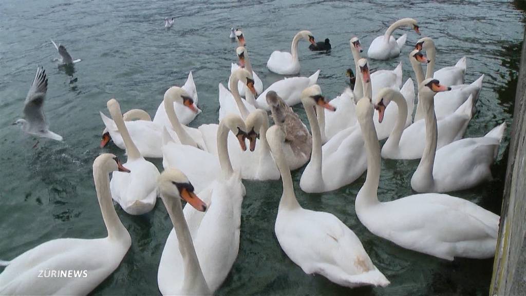 Mann tötet beim Platzspitz Schwan mit Messer 