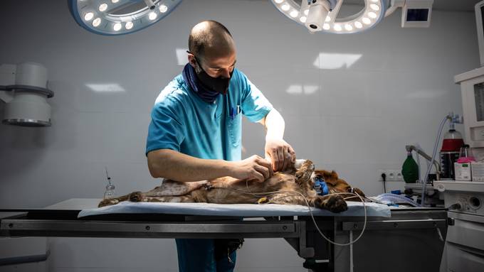 Hündin stirbt nach Operation – keine Strafe für Solothurner Tierklinik