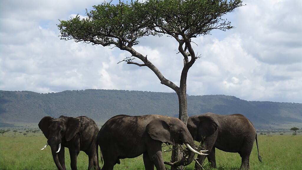 ARCHIV - In Südafrika ist eine Herde Elefanten aus einem Reservat ausgebrochen. (Archivbild) Foto: picture alliance / Klaus Blume/dpa