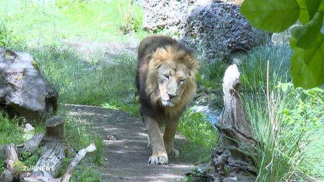 Raubtier-Alarm in Deutschland: Fleischfresser aus Zoo ausgebrochen