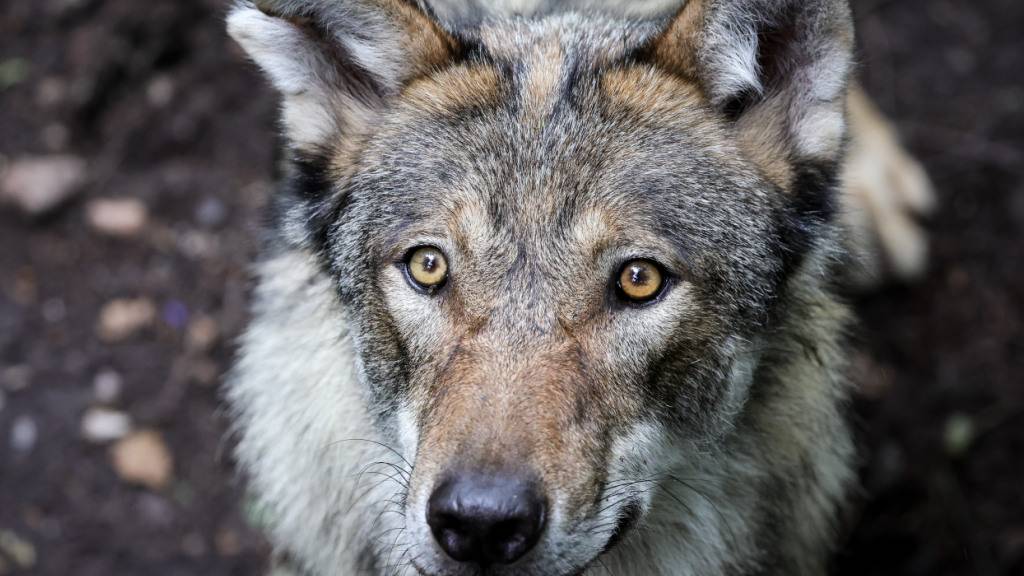 An der Regulierung der Wolfspopulation in Graubünden ändert sich mit dem nur teilweise überwiesenen SVP-Fraktionsauftrag fast nichts. (Archivbild)