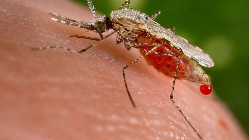Klimawandel lockt Mücken und Zecken nach Norden