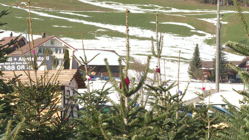 Guter Zweck: Appenzeller Freunde verkaufen Weihnachtsbäume