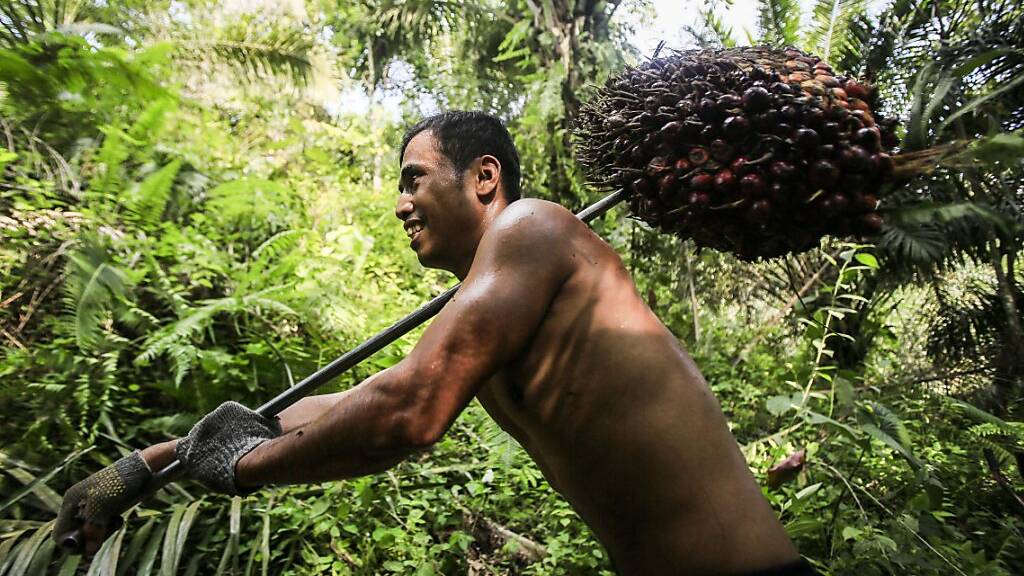 Die Stimmberechtigten in der Schweiz sagen Ja zum Freihandelsabkommen mit Indonesien. Dieses bringt Zollerleichterungen für Palmöl, allerdings lediglich für Kontingente. Im Bild ein Erntearbeiter mit Ölpalmen-Früchten. (Archivbild)