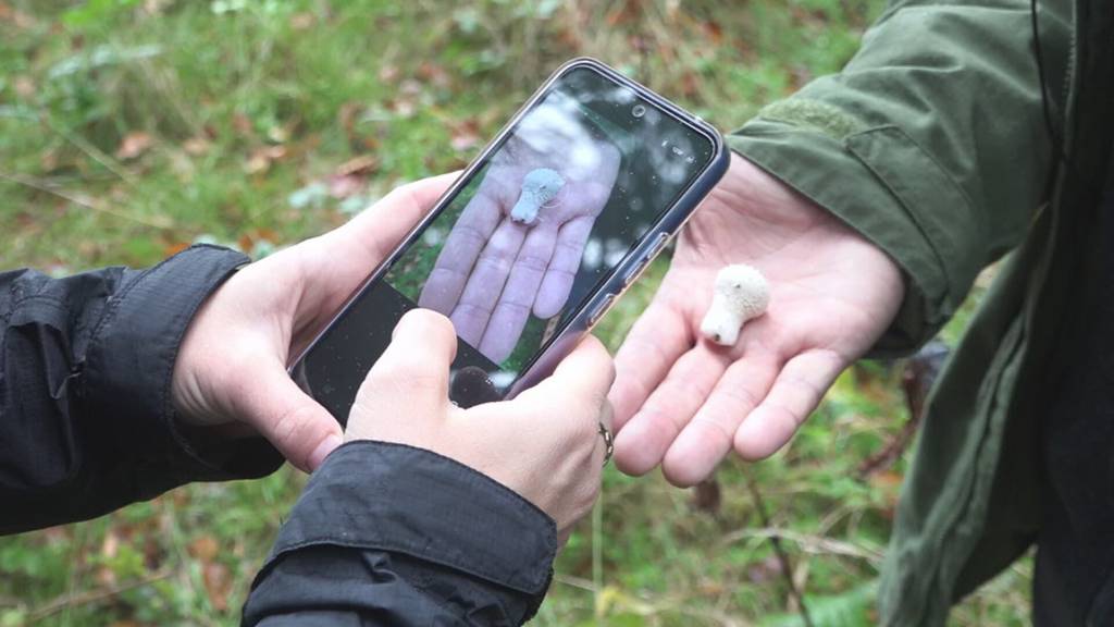 Ostschweizer Pilz-Sammler aufgepasst! Diese KI-App hilft nur bedingt