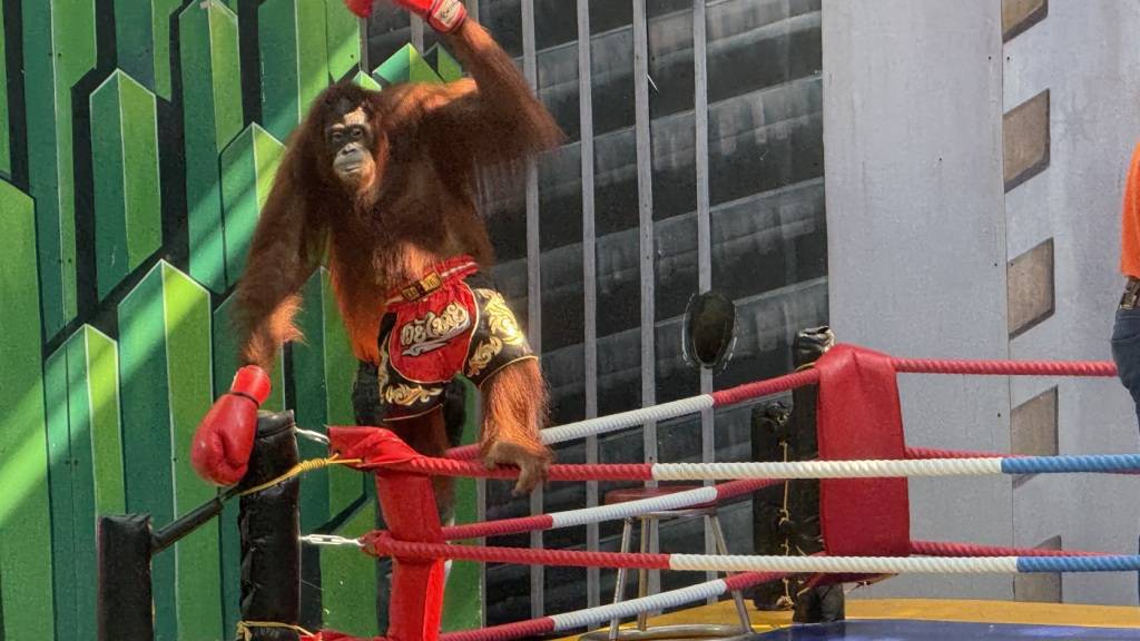 ARCHIV - Ein Orang-Utan muss in einer der umstrittenen «Boxing Shows» im Vergnügungspark Safari World bei Bangkok auftreten und für die Zuschauer posieren. In Südostasien werden die bedrohten Menschenaffen nach wie vor für Shows zur Unterhaltung von Touristen missbraucht. Foto: Carola Frentzen/dpa