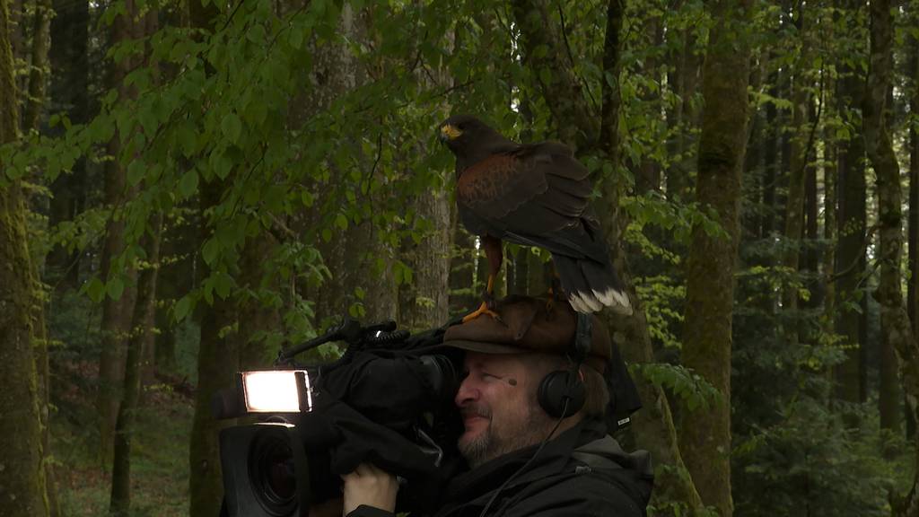 Greifvogel auf Kameramanns Kopf