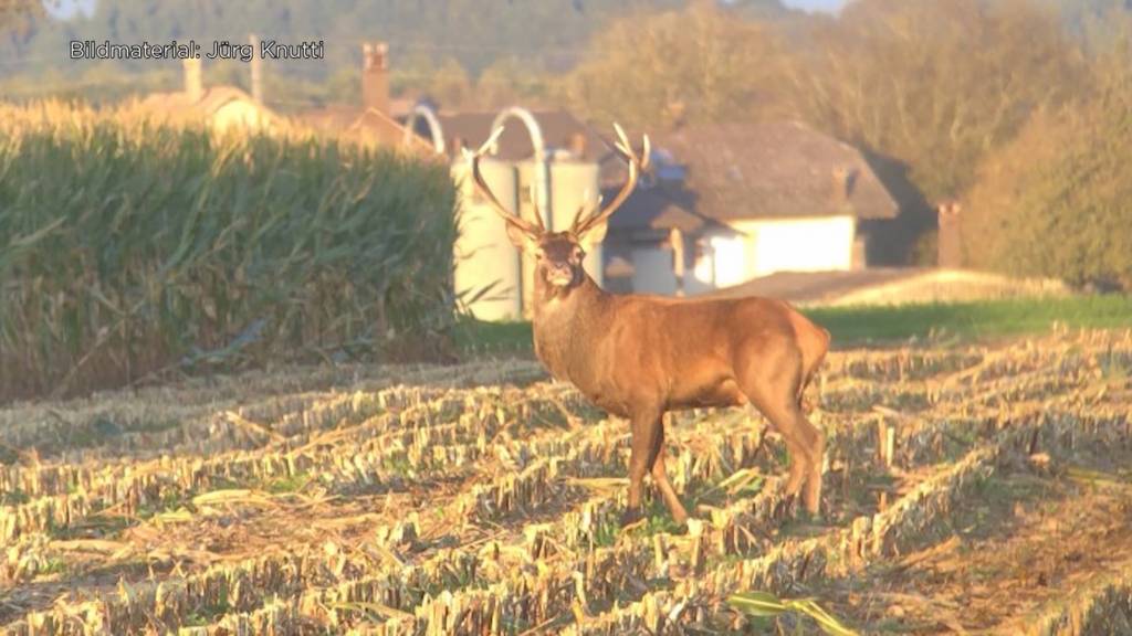 Hirsche streifen durch Niederbipps Wälder: Förster fordert Abschuss, Wildhüter will Tiere leben lassen