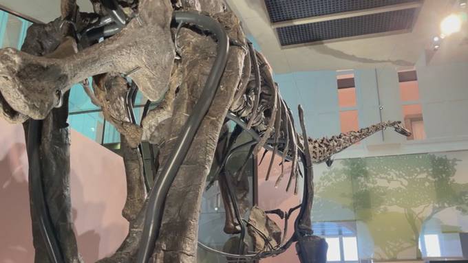 Zürcher Museum öffnet wieder mit vier neuen Dino-Attraktionen