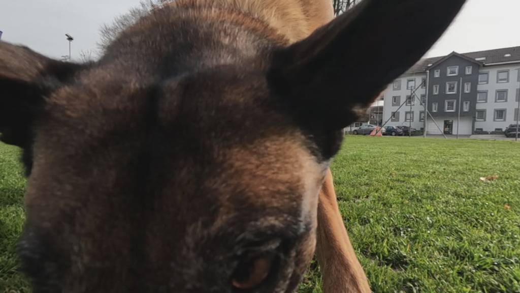 Hundesport-SM in Bischofszell: Das letzte Training vor dem Wettkampf