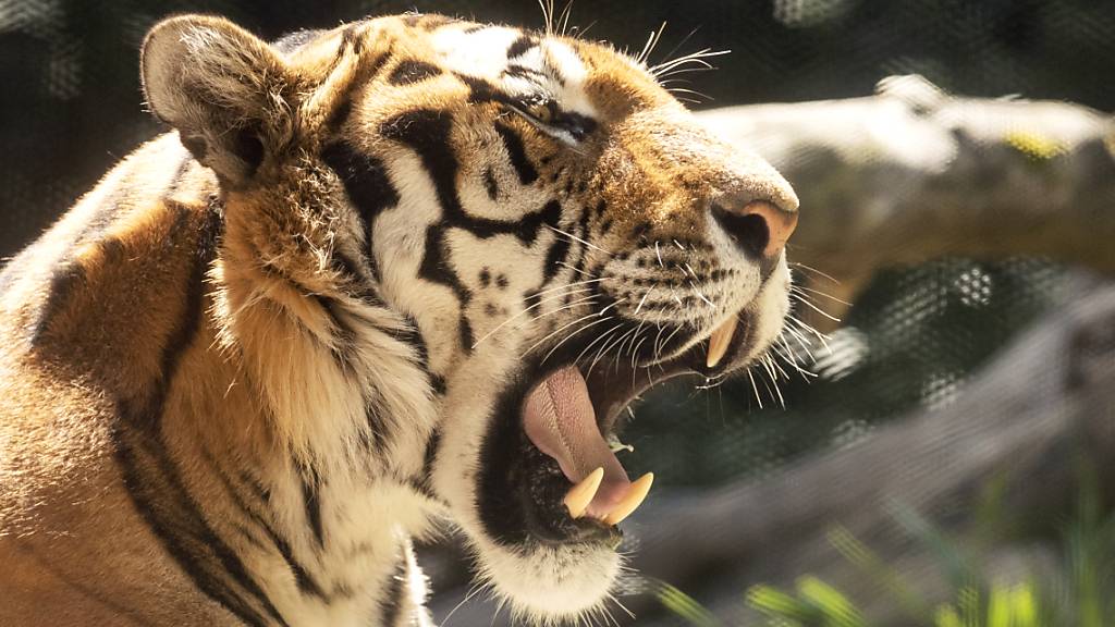 Die Staatsanwaltschaft stellt das Verfahren ein: Der tödliche Tiger-Angriff im Zoo Zürich war ein selbstverschuldeter Arbeitsunfall. (Symbolbild)