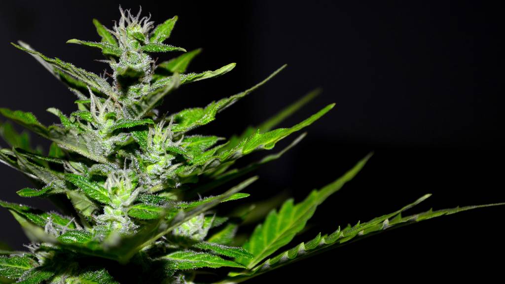 Cannabispflanze vor schwarzem Hintergrund