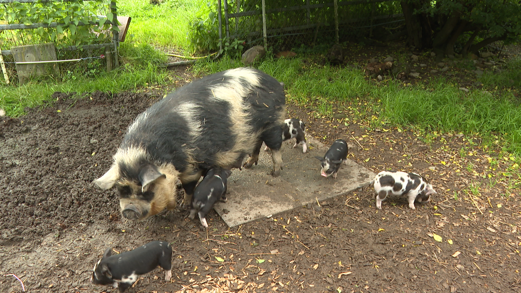 Kune Kune-Schweine