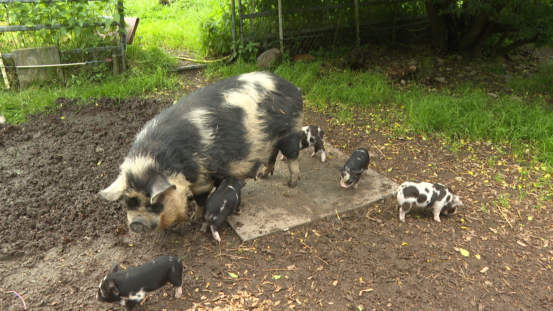 Kune Kune-Schweine