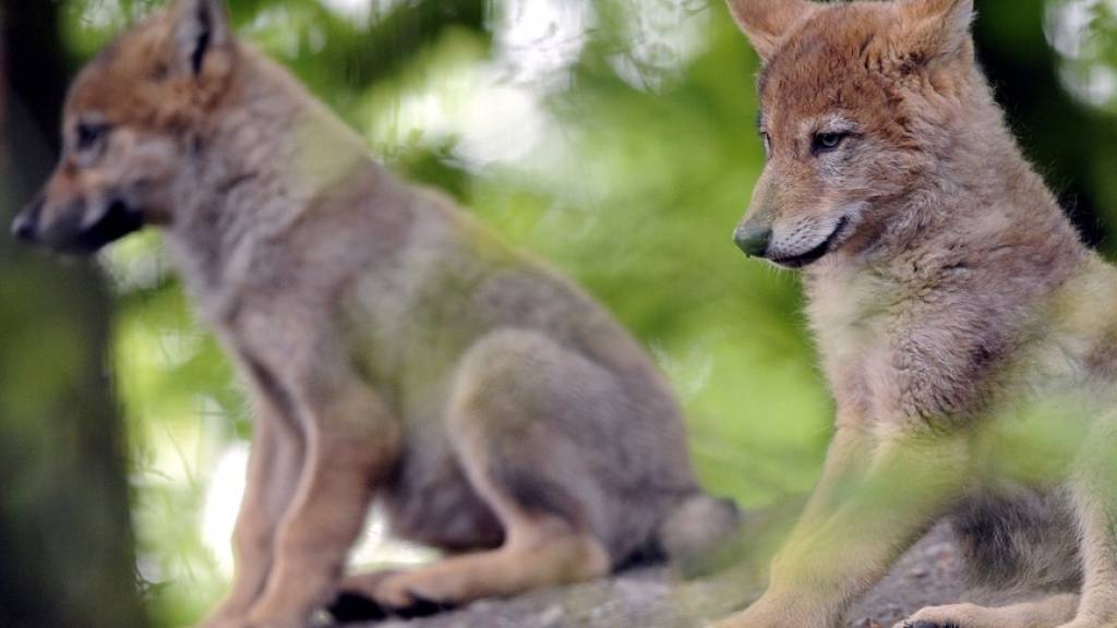 Im Wallis gibt es zwei Wolfsrudel mit Nachwuchs. Im Bild junge Wölfe im Zoo Zürich. (Symbolbild)