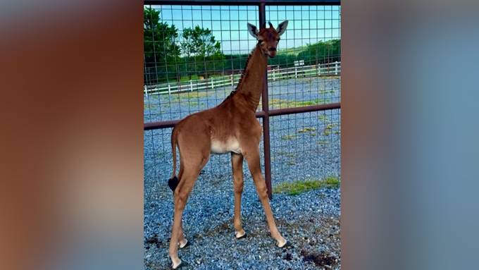 Sensation im US-Zoo: Giraffe ohne Flecken in Tennessee geboren