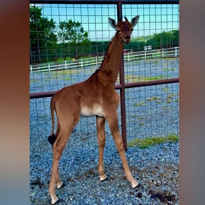 Sensation im US-Zoo: Giraffe ohne Flecken in Tennessee geboren