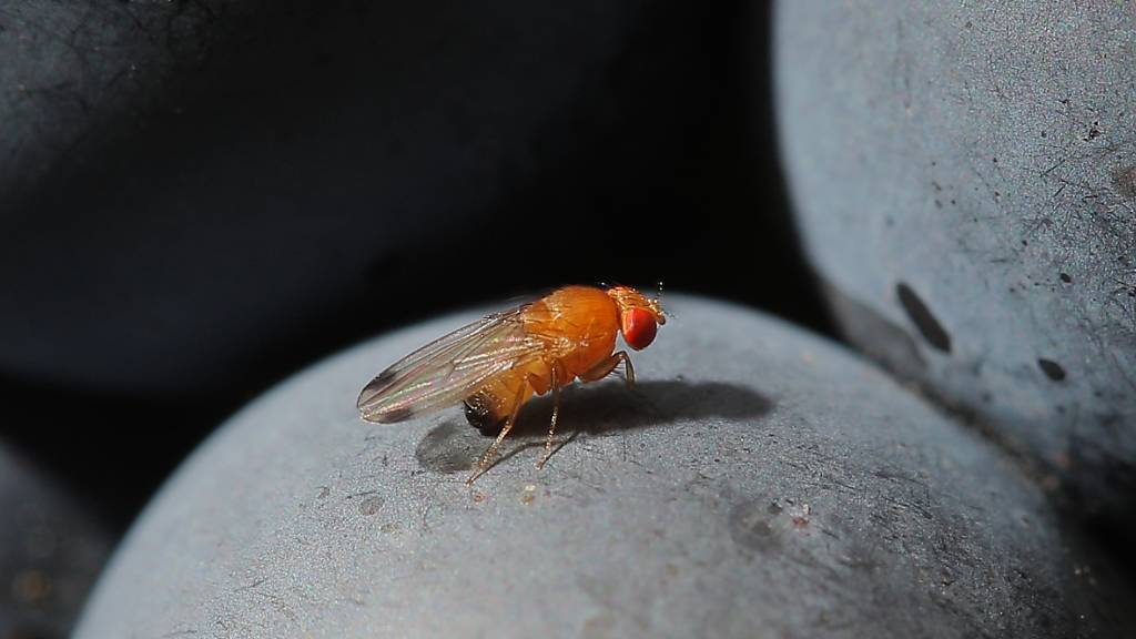 Der Ständerat will invasiven Schädlingen wie der Kirschessigfliege an den Kragen. (Archivbild)