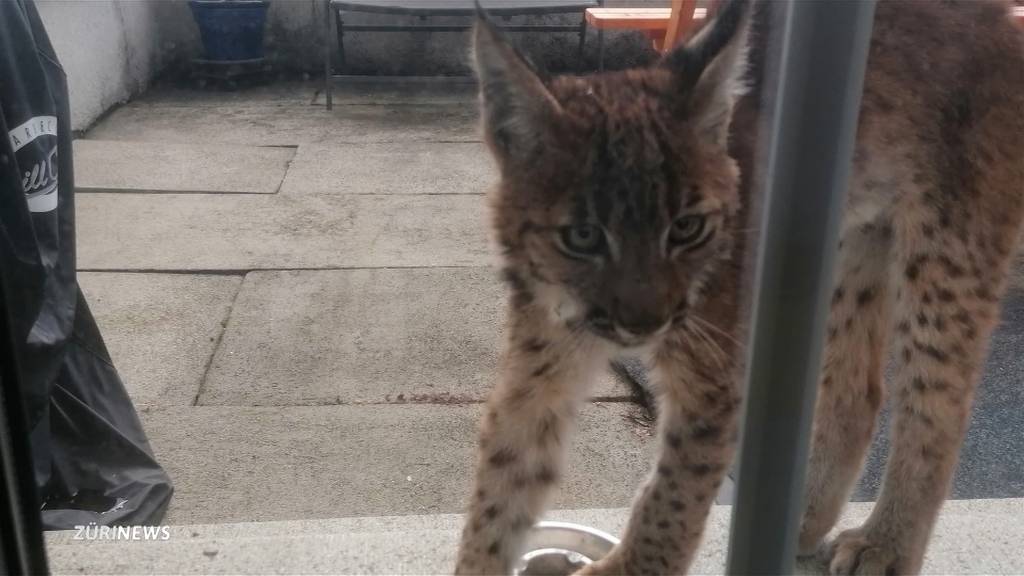 Luchs-Besuch bei Familie in Belp