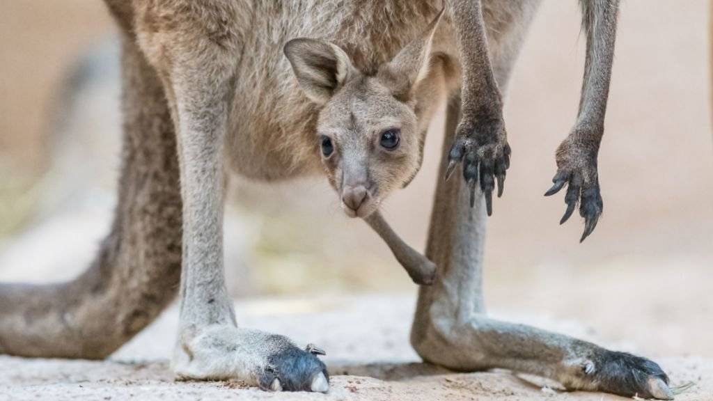 Das Licht der Welt erblickt: Junge Kängurus werden erst neun Monate nach ihrer eigentlichen Geburt als Neugeborene taxiert.