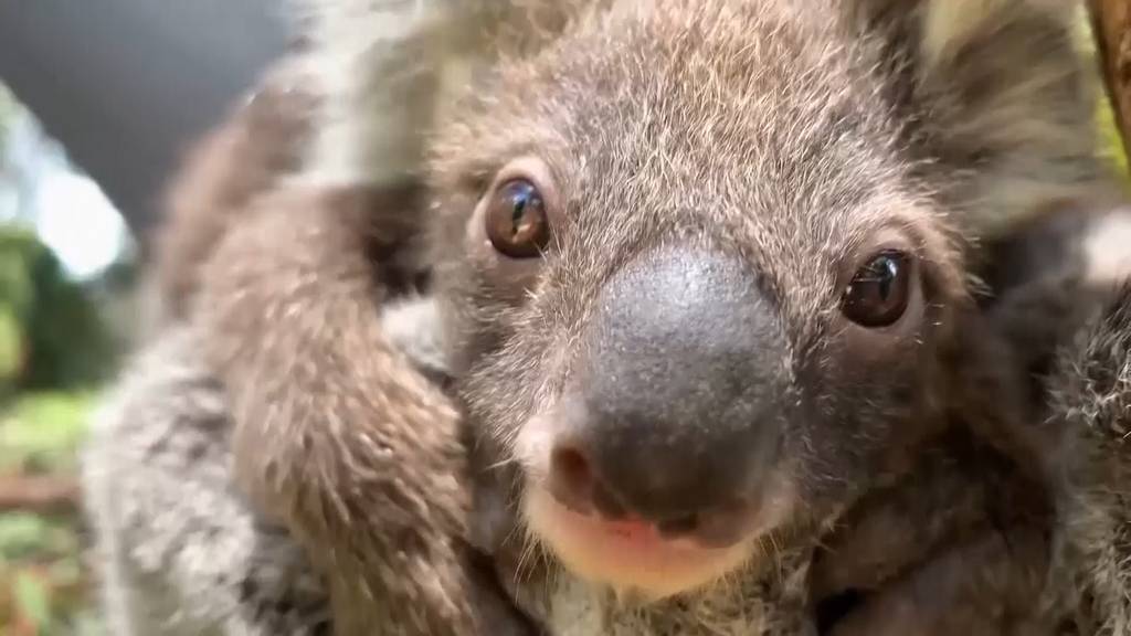 Süsses Koala-Baby im Zoo von Melbourne