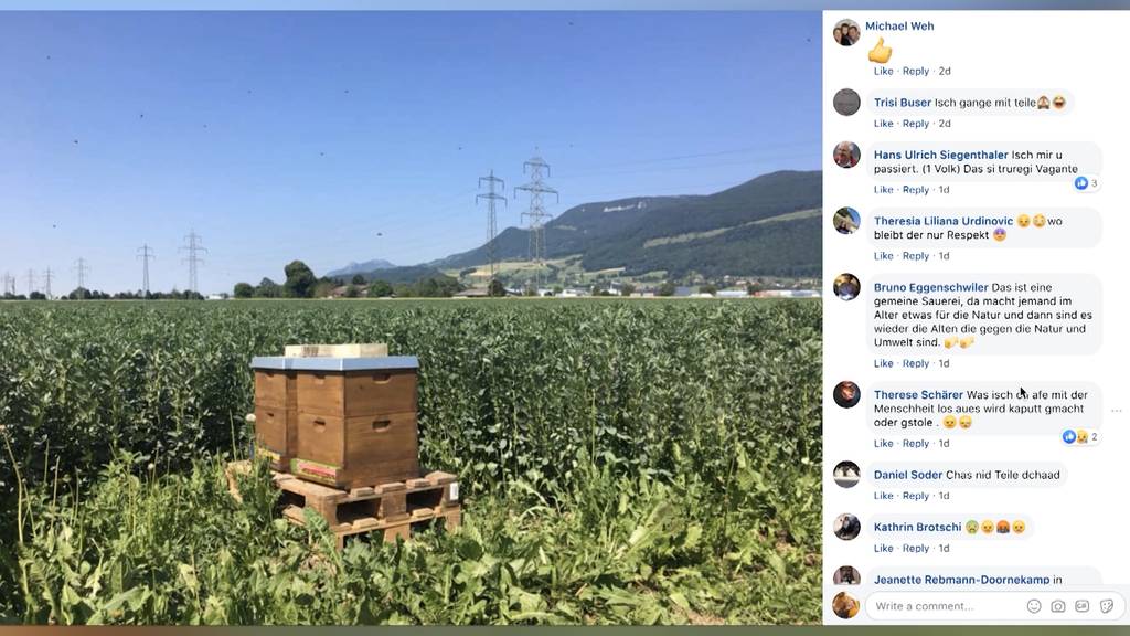 Bienen aus Niederbipp wurden gefunden