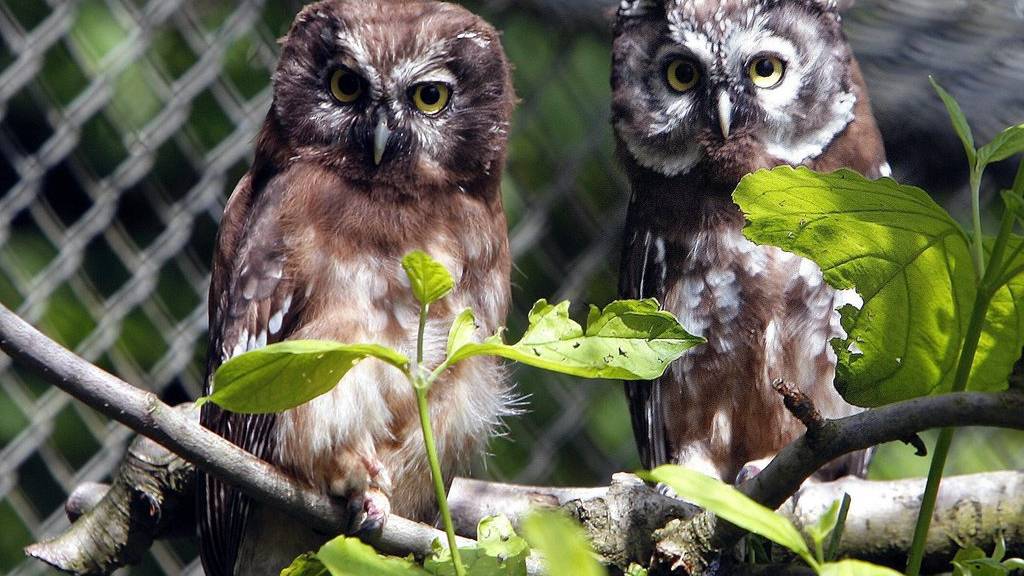 Zwei junge Raufusskaeuze, sitzen auf einem Ast, aufgenommen am traditionellen Presse-Apero im Zuercher Zoo, am Mittwoch, 21. Juni 2006. (KEYSTONE/Walter Bieri)