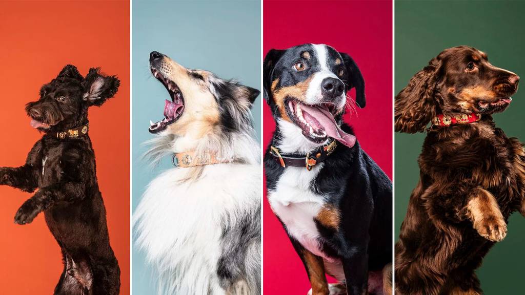 Der erste Appenzeller Hundekalender erscheint: «Ein Hund zerriss eine Leinwand»