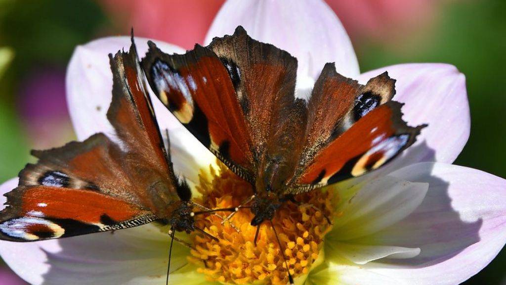 Schmetterlinge (im Bild Tagpfauenaugen) und andere Insekten mögen bio: Auf biologisch bewirtschafteten Flächen sind sie fast doppelt so zahlreich wie auf anderen. Das ist jetzt empirisch bewiesen worden. Biologische Landwirtschaft könnte also viel ausrichten gegen das Artensterben. (Archivbild)